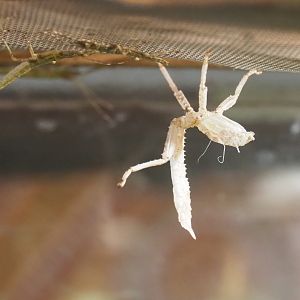 New Guinea Spiny Stick Insect  (Eurycantha calcarata ) - Individuals and moulted skin (Jan 20th, 2019)