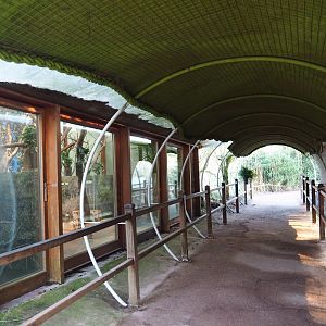 Queensland koala viewing area (Jan 20th, 2019)