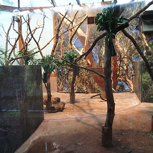 Queensland koala exhibits (Jan 20th, 2019)