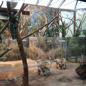 Queensland koala exhibits (Jan 20th, 2019)
