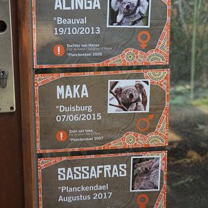 Queensland koalas at Planckendael signs (Jan 20th, 2019)