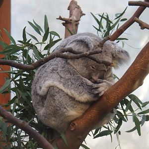 Queensland koala (Phascolarctos cinereus adustus) Alinga (Jan 20th, 2019)