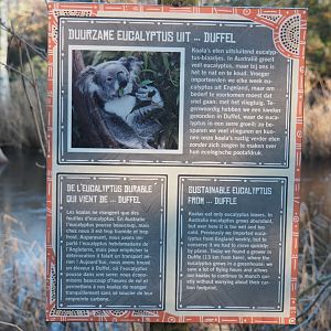 Provenance of the eucalyptus for Planckendael's koalas sign (Jan 20th, 2019)