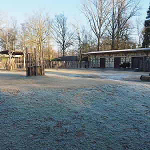 Ankole-Watussi cattle and Somali sheep paddock (Jan 20th, 2019)