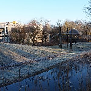 Bonobo island and construction of new bonobo house (Jan 20th, 2019)