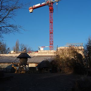 Construction of new bonobo house (Jan 20th, 2019)