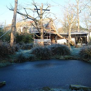 Ring-tailed lemur and Black lemur exhibit (Jan 20th, 2019)