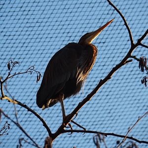 Purple heron (Ardea purpurea), Jan 20th, 2019