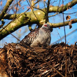Speckled pigeon (Columba guinea), Jan 20th, 2019