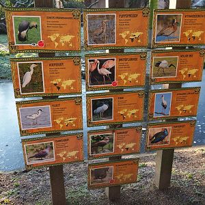 African waterside aviary bird signs (Jan 20th, 2019)