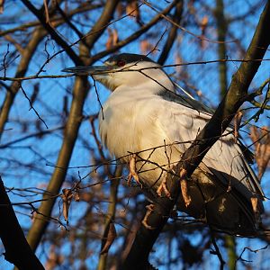 Black-crowned night heron (Nycticorax nycticorax nycticorax), Jan 20th, 2019
