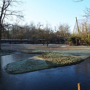 Grévy's zebra paddock (Jan 20th, 2019)