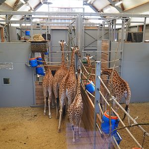 Kordofan giraffe stables (Jan 20th, 2019)