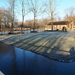 Giraffe savanna exhibit (Jan 20th, 2019)