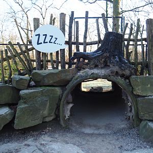 Spotted hyena viewing den (Jan 20th, 2019)