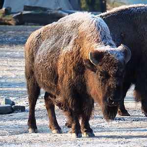 American plains bison (Bison bison bison), Jan 20th, 2019