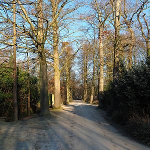 Park view - Lane with old beeches (Jan 20th, 2019)