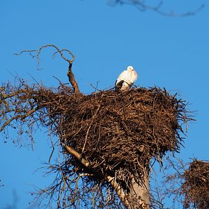 White stork (Ciconia ciconia) on big nest (Jan 20th, 2019)