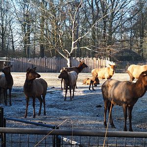 Rocky Mountain elk (Cervus canadensis nelsoni) herd (Jan 20th, 2019)