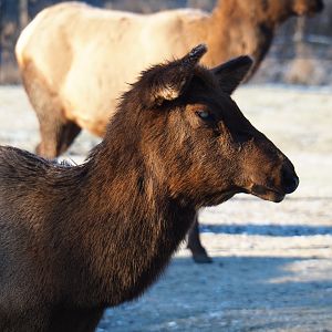 Rocky Mountain elk (Cervus canadensis nelsoni), Jan 20th, 2019