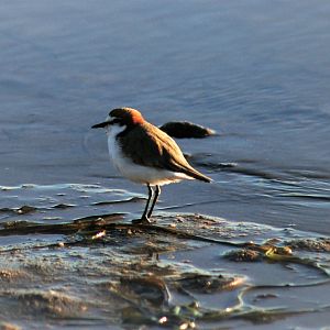 Red-capped Dotterel (Charadrius ruficapillus)