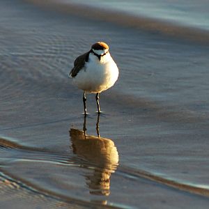 Red-capped Dotterel (Charadrius ruficapillus)