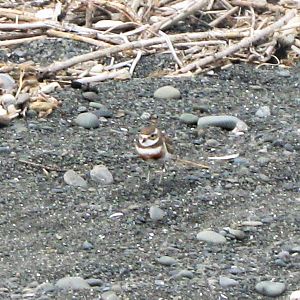 Banded Dotterel (Charadrius bicinctus bicinctus)
