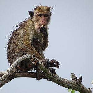 Toque macaque