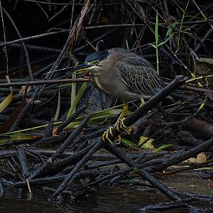Striated heron (adult)