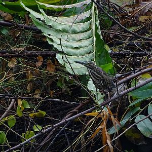 Striated heron (juvenile)