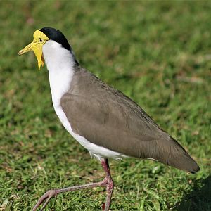 Masked Plover (Vanellus miles miles)