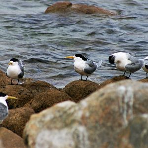 Great Crested Terns (Sterna bergii cristata)