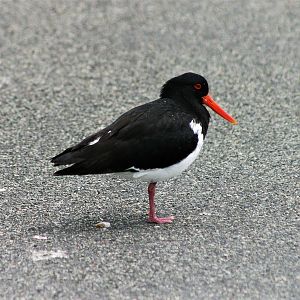 Australian Pied Oystercatcher (Haematopus longirostris)