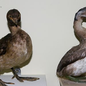 Australian Little Grebe and Hoary-headed Grebe