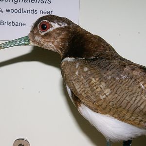 Australian Painted Snipe (Rostratula benghalensis australis)