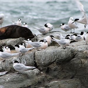 White-fronted Terns (Sterna striata)