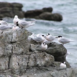 White-fronted Terns (Sterna striata)