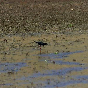 Black Stilt (Himantopus novaezelandiae)