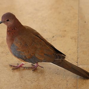 Laughing dove