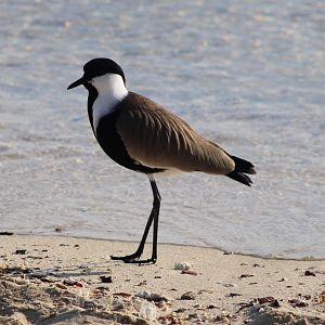Spur-winged plover