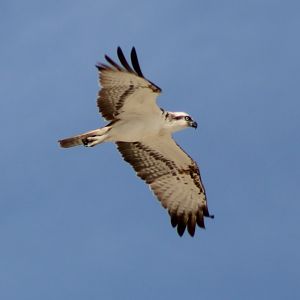 Osprey