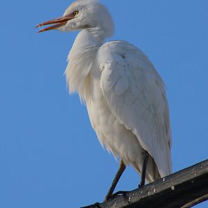 Cattle egret