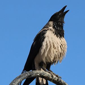Hooded crow