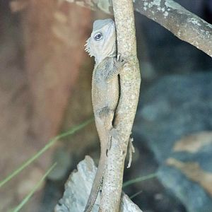 Southern Angle-Headed Dragon (Hypsilurus spinipes)