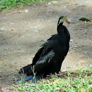 Australasian Darter (Anhinga novaehollandiae)