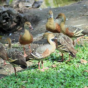 Wild Plumed Whistling Duck (Dendrocygna eytoni)