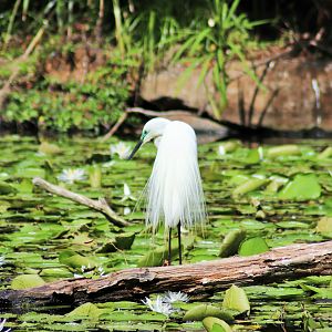 Wild Great Egret (Ardea alba)