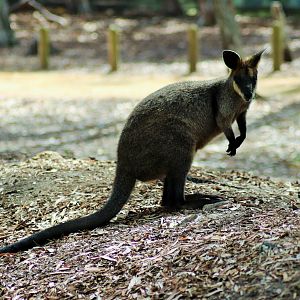 Swamp Wallaby (Wallabia bicolor)