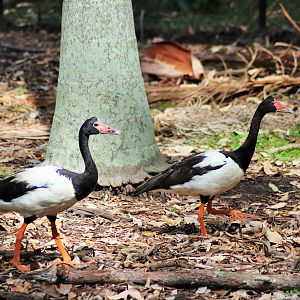 Wild Magpie Geese (Anseranas semipalmata)
