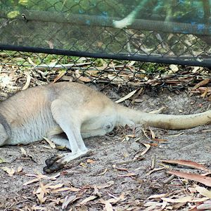 Common Wallaroo (Macropus robustus)